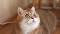 cj image test