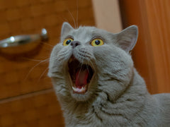 cj image test